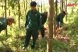 Đảm bảo đời sống cho người trồng khi cao su rớt giá